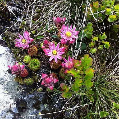 Insieme Apartment Obertauern